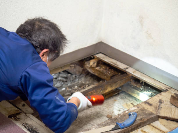 Best Post-Flood Mold Remediation in White Pine, TN