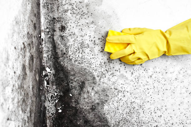 White Pine, TN Mold Remediation Company