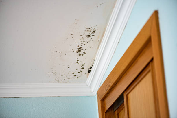 Best Residential Mold Remediation in White Pine, TN