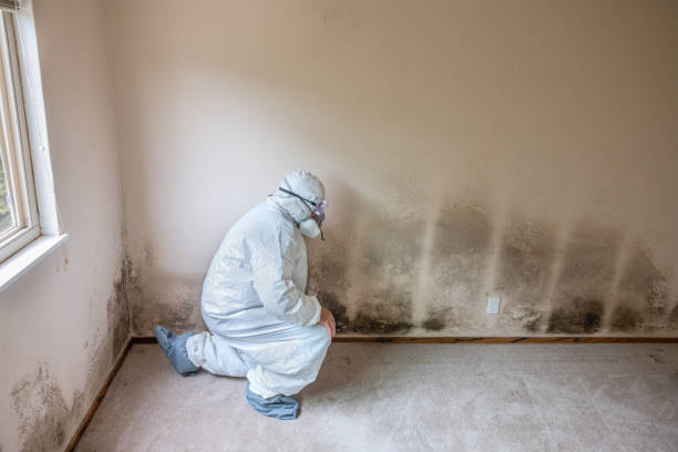 Best Black Mold Remediation in White Pine, TN