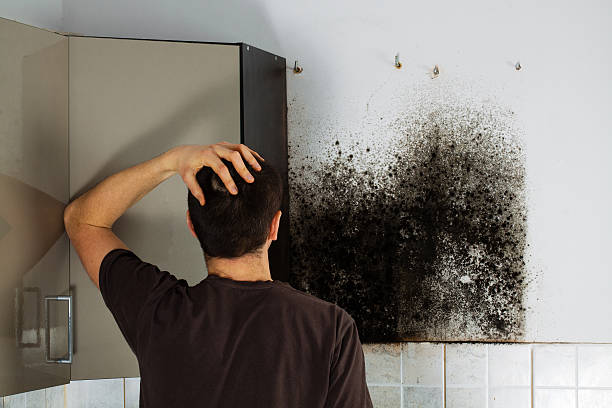 Best Emergency Mold Remediation in White Pine, TN