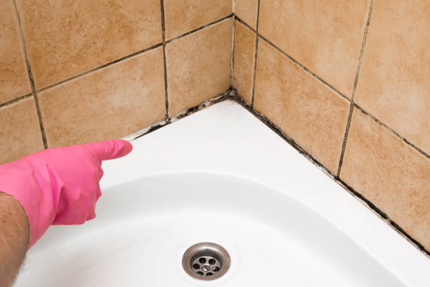 Best White Mold Remediation in White Pine, TN